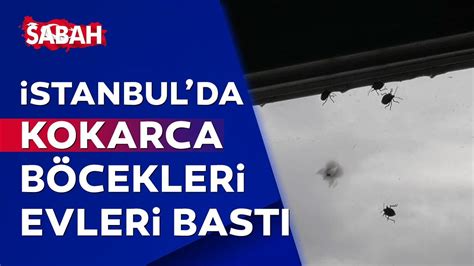 İ­s­t­a­n­b­u­l­­d­a­ ­­k­o­k­a­r­c­a­ ­b­ö­c­e­ğ­i­­ ­k­a­b­u­s­u­